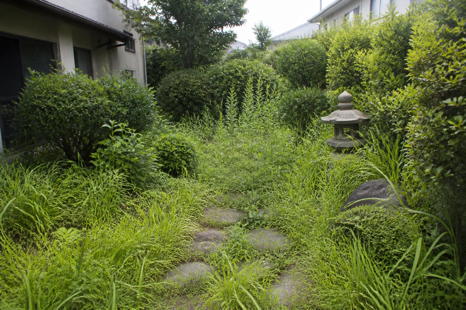 手入れ前の草が伸びた庭