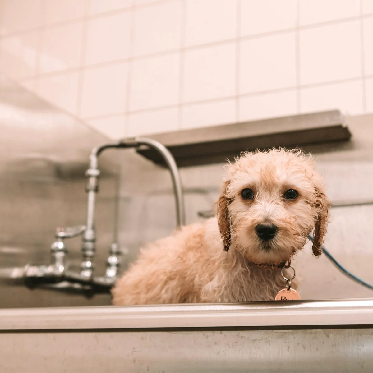シャンプー後の犬