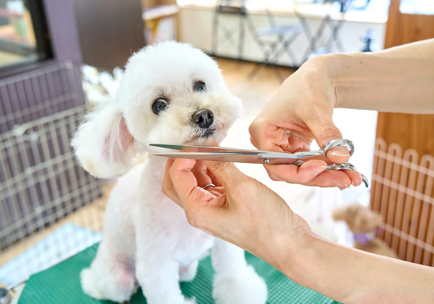 犬に寄り添うトリマーAoi