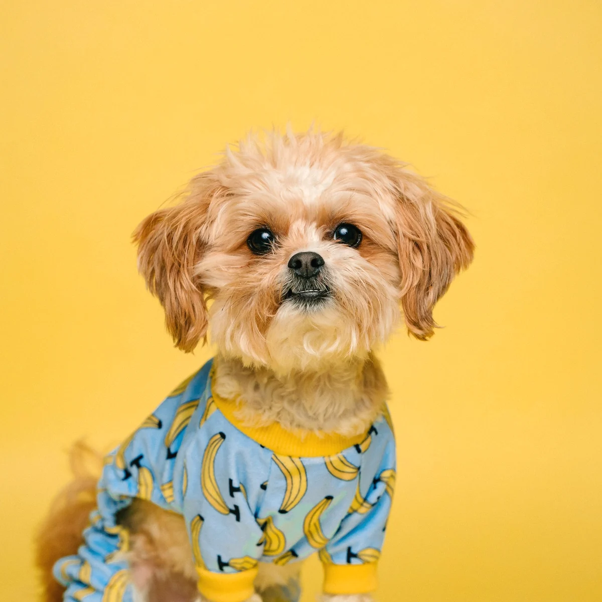 子犬らしさを生かしたスタイル