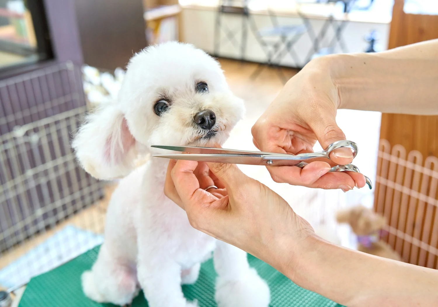 トリマーが犬をケアする明るい空間
